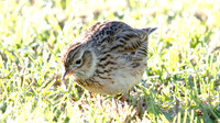 IMG_1303