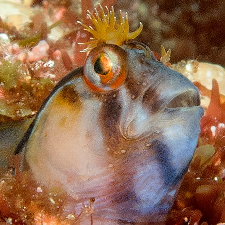 Crested blenny (Parablennius laticlavius)