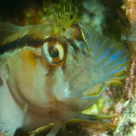 Crested blenny (Parablennius laticlavius)