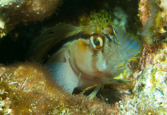Crested blenny (Parablennius laticlavius)