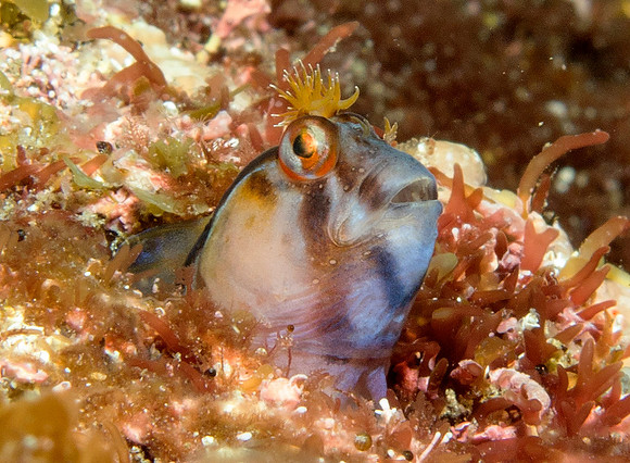 Crested blenny (Parablennius laticlavius)