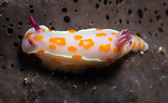 Clown Nudibranch (Ceratosoma amoenum)