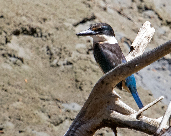 Sacred kingfisher or Kōtare (Todiramphus sanctus)