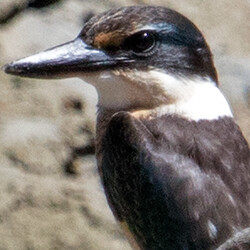 Sacred kingfisher or Kōtare (Todiramphus sanctus)