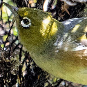 Silvereye (Zosterops lateralis)