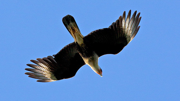 Crested Caracara (Caracara cheriway)