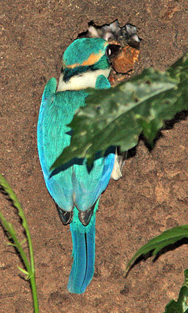Collared Kingfisher (Todiramphus chloris)