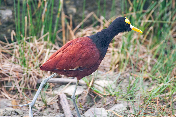 Northern Jacana (Jacana spinosa)