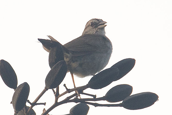 Olive Sparrow (Arremonops rufivirgatus)