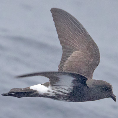 New Zealand storm petrel (Fregetta maoriana)