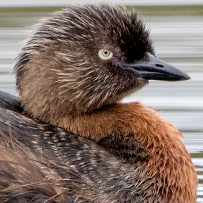 New Zealand grebe or Weweia (Poliocephalus rufopectus) Male