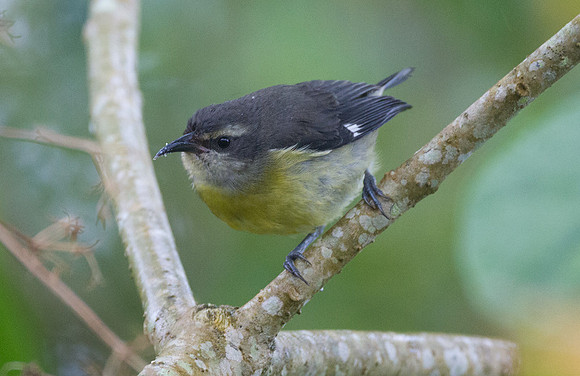 Bananaquit (Coereba flaveola)