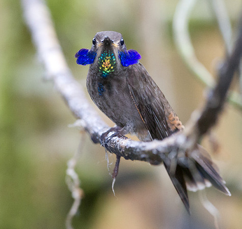 Brown Violetear (Colibri delphinae)