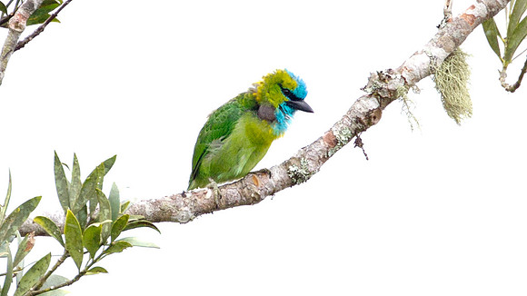 Golden-naped Barbet (Megalaima pulcherrima)
