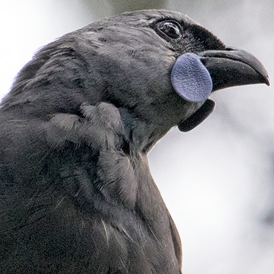 North Island kōkako (Callaeas wilsoni)