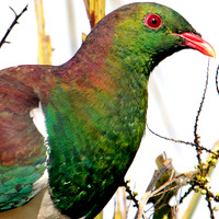 New Zealand pigeon or kererū (Hemiphaga novaeseelandiae)