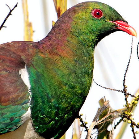 New Zealand pigeon or kererū (Hemiphaga novaeseelandiae)