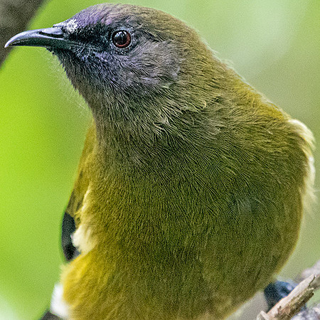 New Zealand bellbird or Mā korimako or makomako (Anthornis melanura)