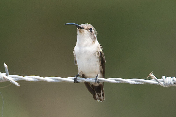 Mexican Sheartail (Doricha eliza) female