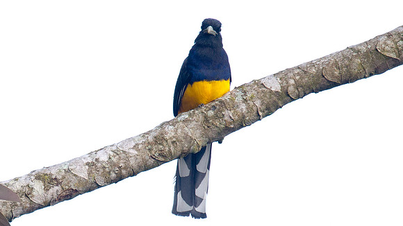 Amazonian White-tailed Trogon (Trogon viridis)