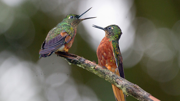 Chestnut-breasted Coronet (Boissonneaua matthewsii)