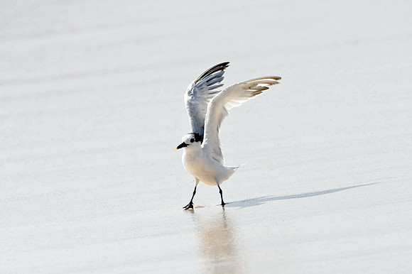 Sandwich Tern (Thalasseus sandvicensis)