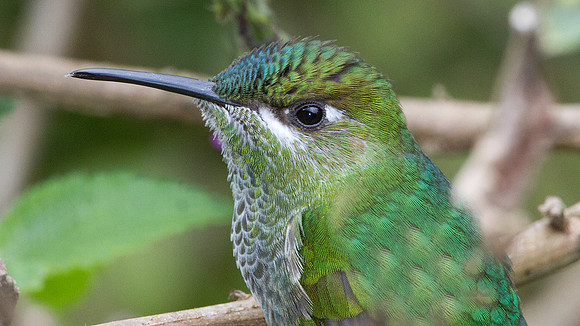 Violet-fronted Brilliant (Heliodoxa leadbeateri)
