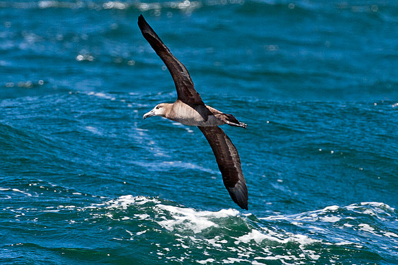 Black-footed Albatross (Phoebastria nigripes)
