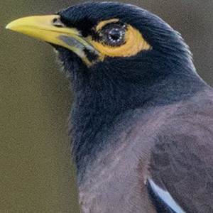 Common myna (Acridotheres tristis)