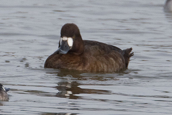 Lesser Scaup (Aythya affinis) female