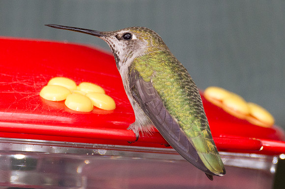 Anna's Hummingbird (Calypte anna)