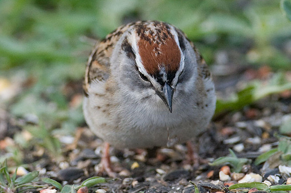 Chipping Sparrow (Spizella passerina)