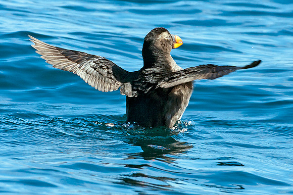 Tufted Puffin (Fratercula cirrhata)