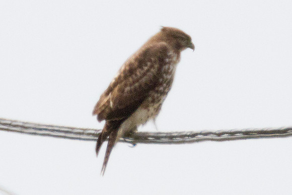 Red-tailed Hawk (Buteo jamaicensis)