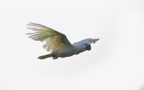 Sulphur-crested cockatoo (Cacatua galerita)