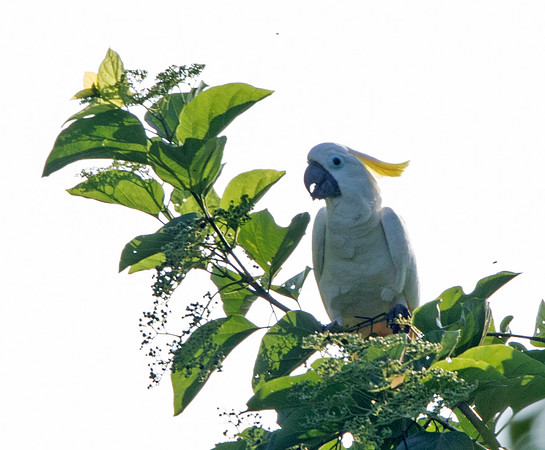Sulphur-crested cockatoo (Cacatua galerita)