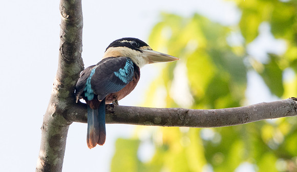 Rufous-bellied kookaburra (Dacelo gaudichaud) Female