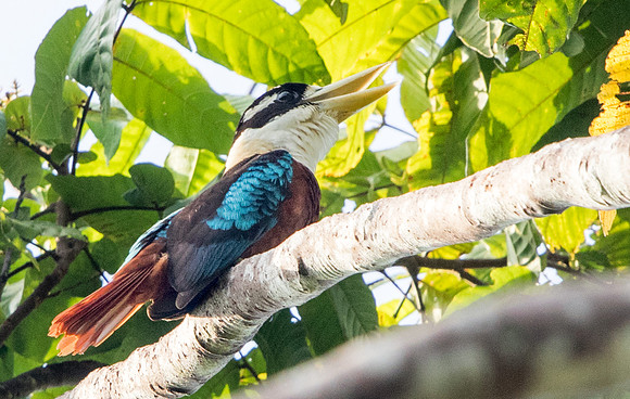 Rufous-bellied kookaburra (Dacelo gaudichaud) Female