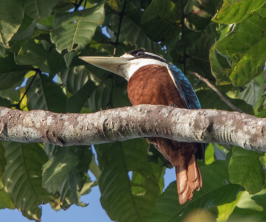 Rufous-bellied kookaburra (Dacelo gaudichaud) Female