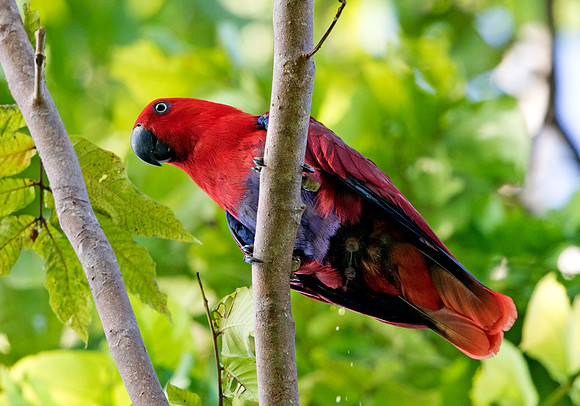 Eclectus parrot (Eclectus roratus) Female