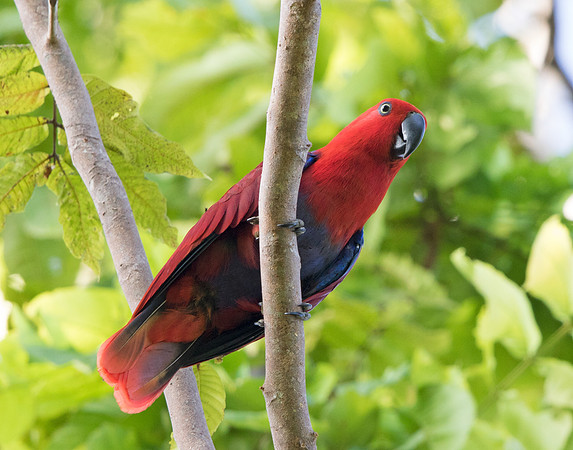 Eclectus parrot (Eclectus roratus) Female