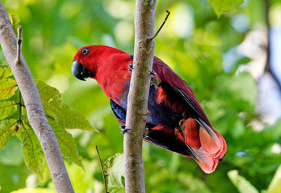 Eclectus parrot (Eclectus roratus) Female