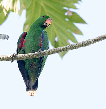 Eclectus parrot (Eclectus roratus) Male