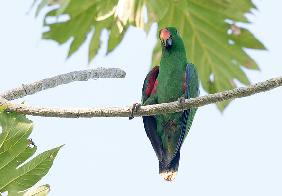 Eclectus parrot (Eclectus roratus) Male