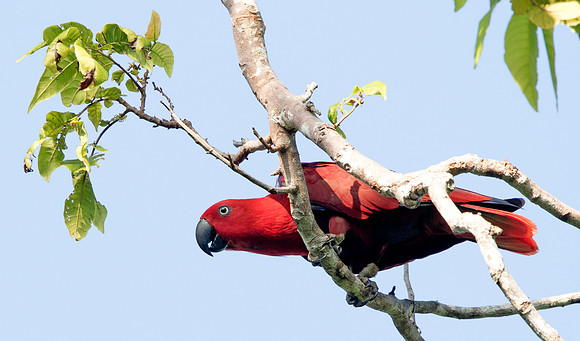 Eclectus parrot (Eclectus roratus) Female