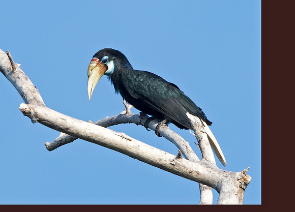 Blyth's hornbill (Rhyticeros plicatus) Female