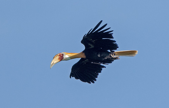 Blyth's hornbill (Rhyticeros plicatus) Male