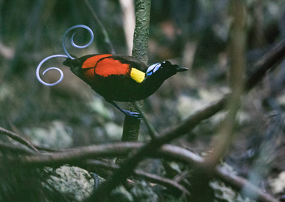 Wilson's bird-of-paradise (Cicinnurus respublica) Male