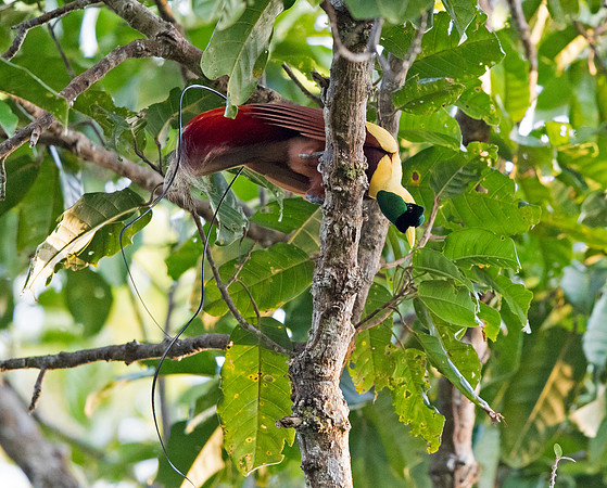 Red bird-of-paradise (Paradisaea rubra, also cendrawasih merah) Male