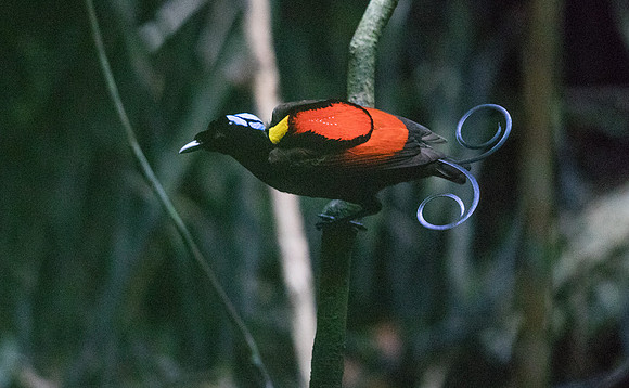 Wilson's bird-of-paradise (Cicinnurus respublica) Male